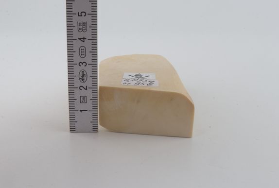 White mammoth ivory segment