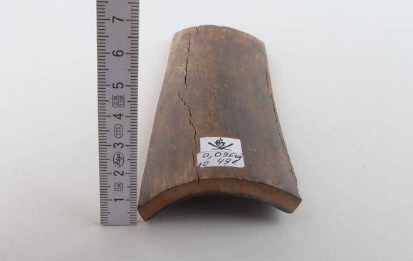 Brown mammoth bark