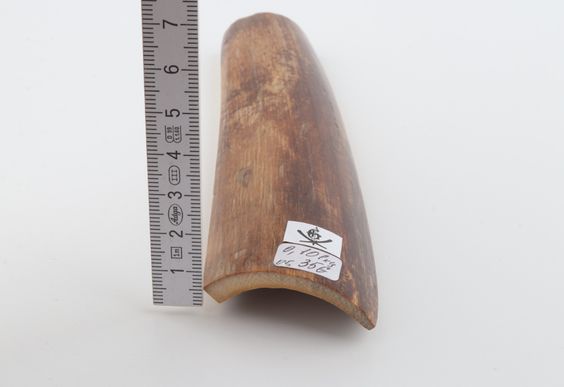 Brown mammoth bark