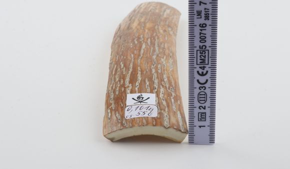 Caramel-grey mammoth bark