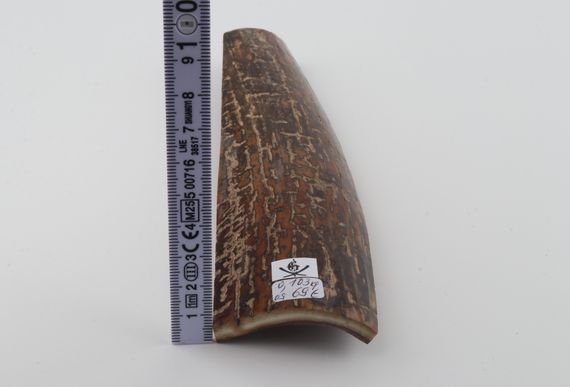 Brown mammoth bark