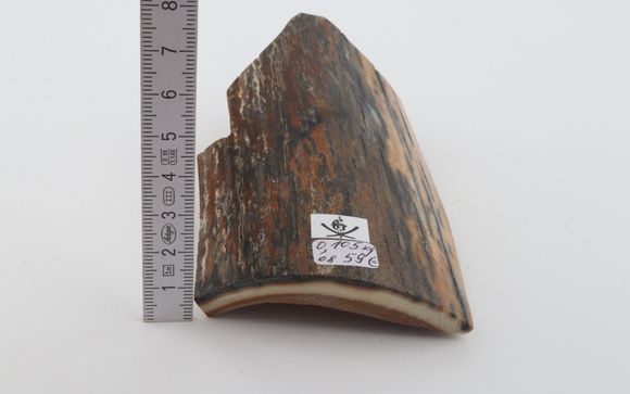 Brown-blue mammoth bark