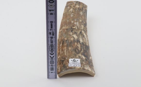 Beige mammoth bark