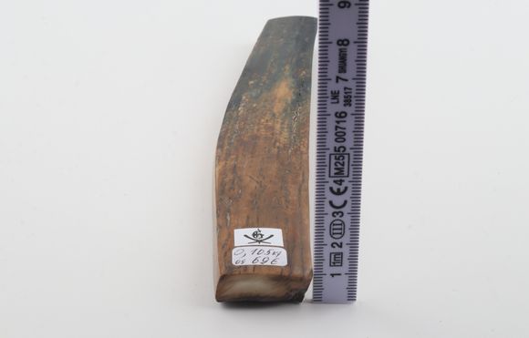 Brown-blue mammoth bark