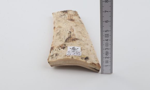 White mammoth bark