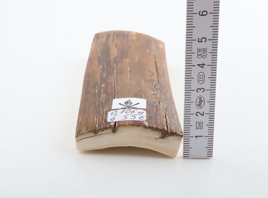 Brown mammoth bark
