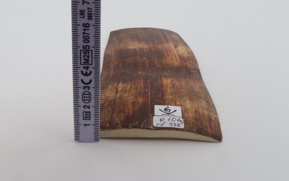 Brown-orange mammoth bark