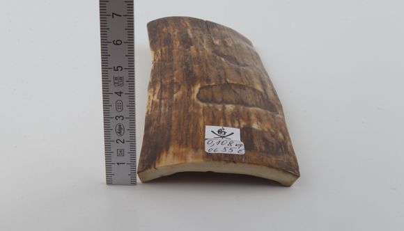 Brown-beige mammoth bark