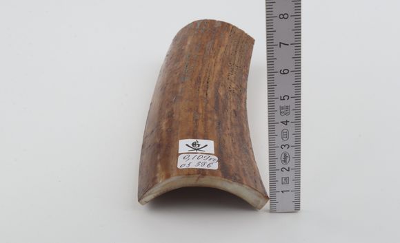 Brown-mustard mammoth bark