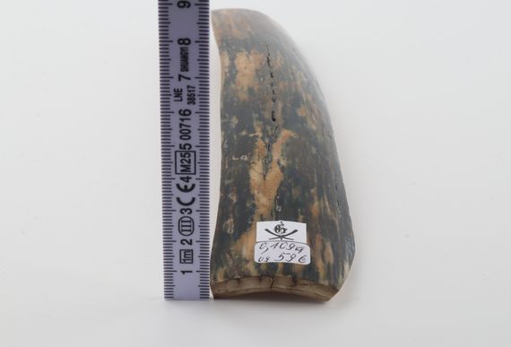 Blue-mustard mammoth bark