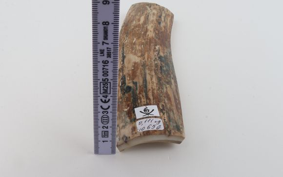 Mustard mammoth bark