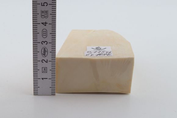 White mammoth ivory segment