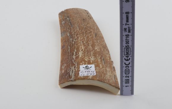 Mustard mammoth bark