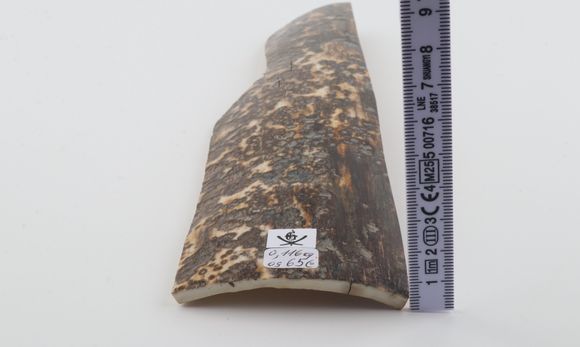 Grey mammoth bark