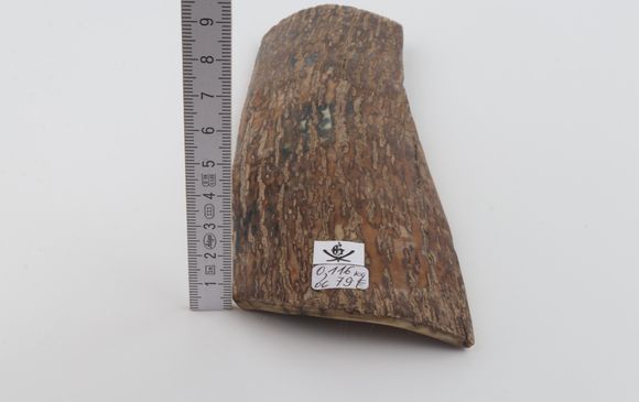 Beige mammoth bark