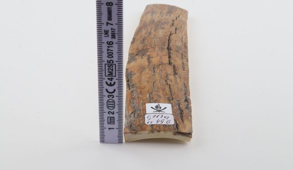 Mustard mammoth bark