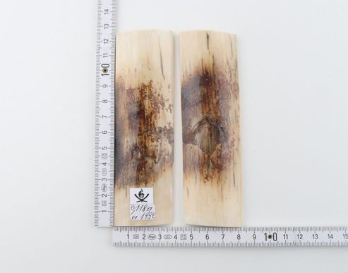 Natural mammoth bark scales