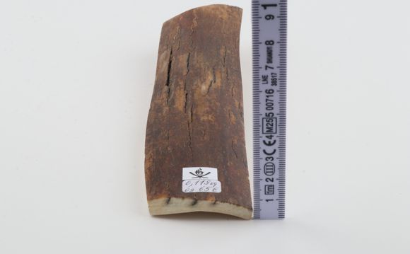 Brown mammoth bark