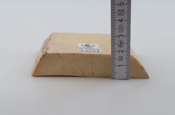 White mammoth ivory segment