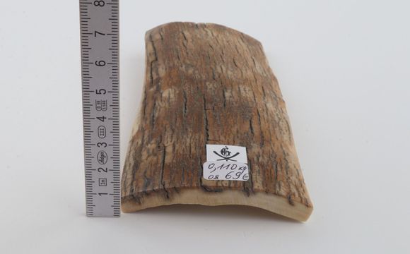 Beige mammoth bark
