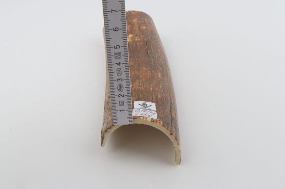 Brown mammoth bark