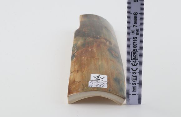 Multicoloured mammoth bark
