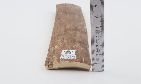 Beige mammoth bark