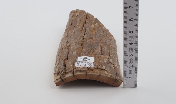 Beige mammoth  bark