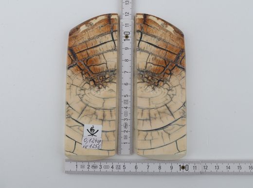Stabilised mammoth ivory scales