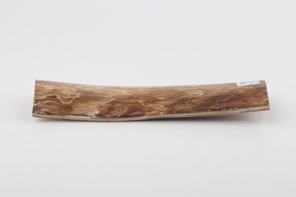Beige mammoth bark