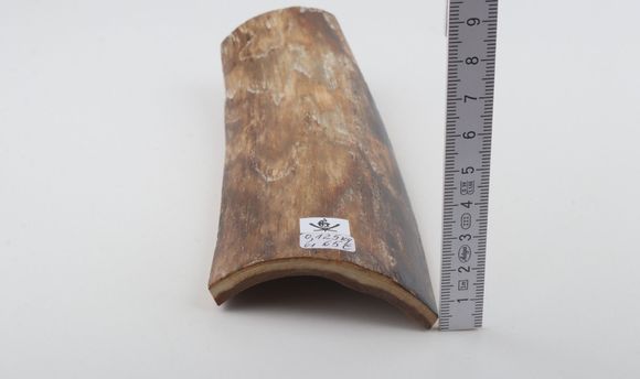 Beige mammoth bark