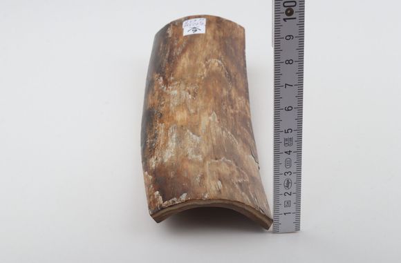 Beige mammoth bark