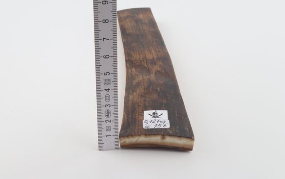 Brown mammoth bark