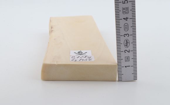 White mammoth ivory segment