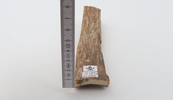 Beige mammoth bark