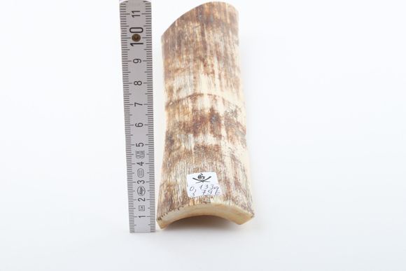 White-brown mammoth bark
