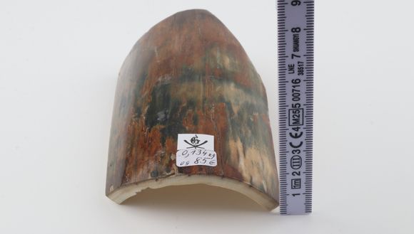 Natural woolly mammoth bark