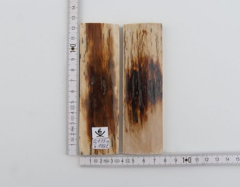 Natural mammoth bark scales