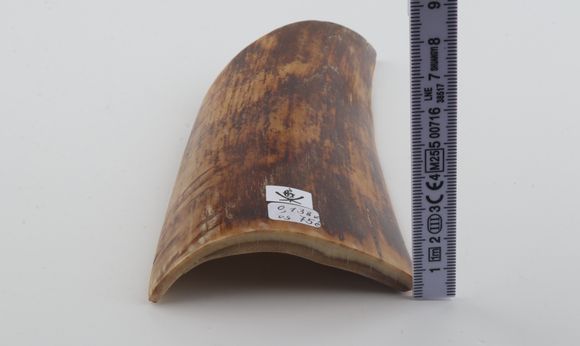 Brown-mustard mammoth bark