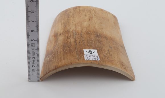 Beige mammoth bark