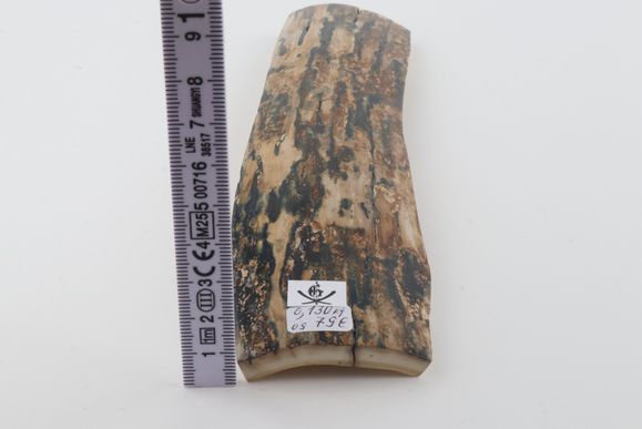 Beige-blue mammoth bark