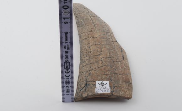 Beige mammoth bark