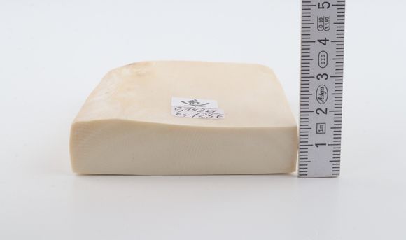White mammoth ivory segment