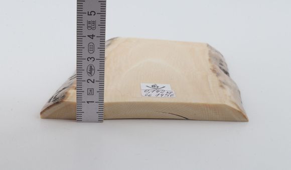 White mammoth ivory segment