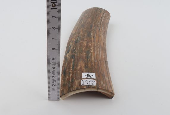 Beige-blue mammoth bark