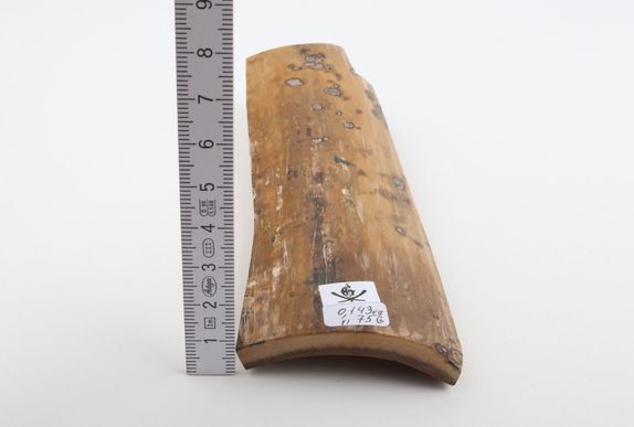 Beige mammoth bark