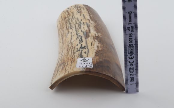 Natural mammoth bark