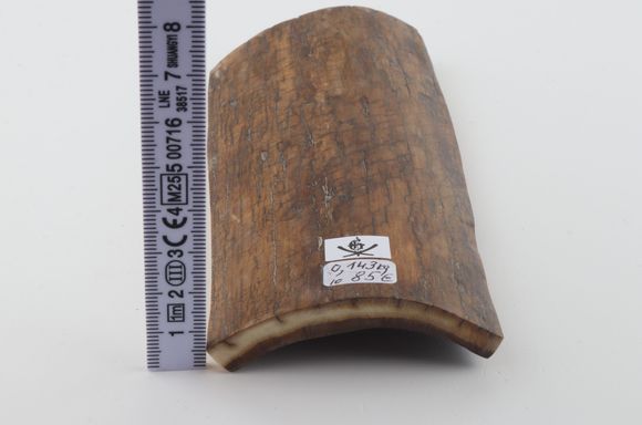 Mustard mammoth bark