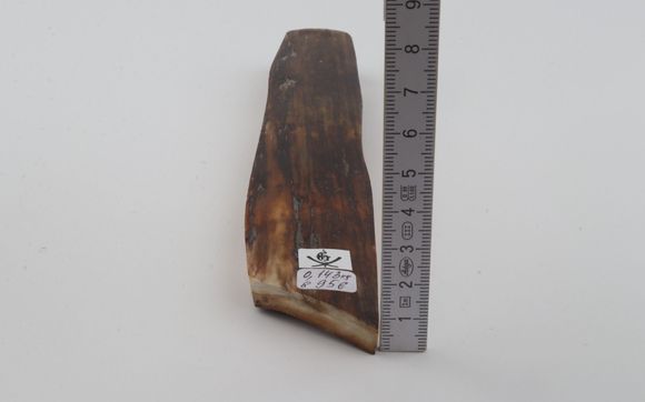 Brown mammoth bark