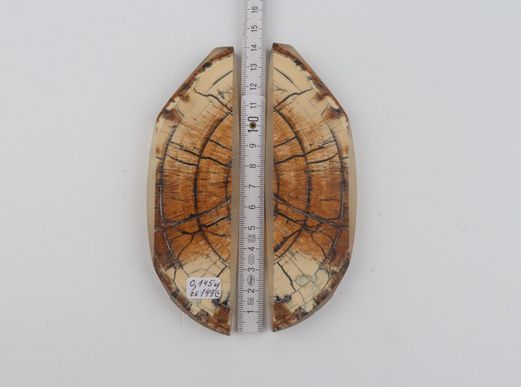Stabilised mammoth ivory scales